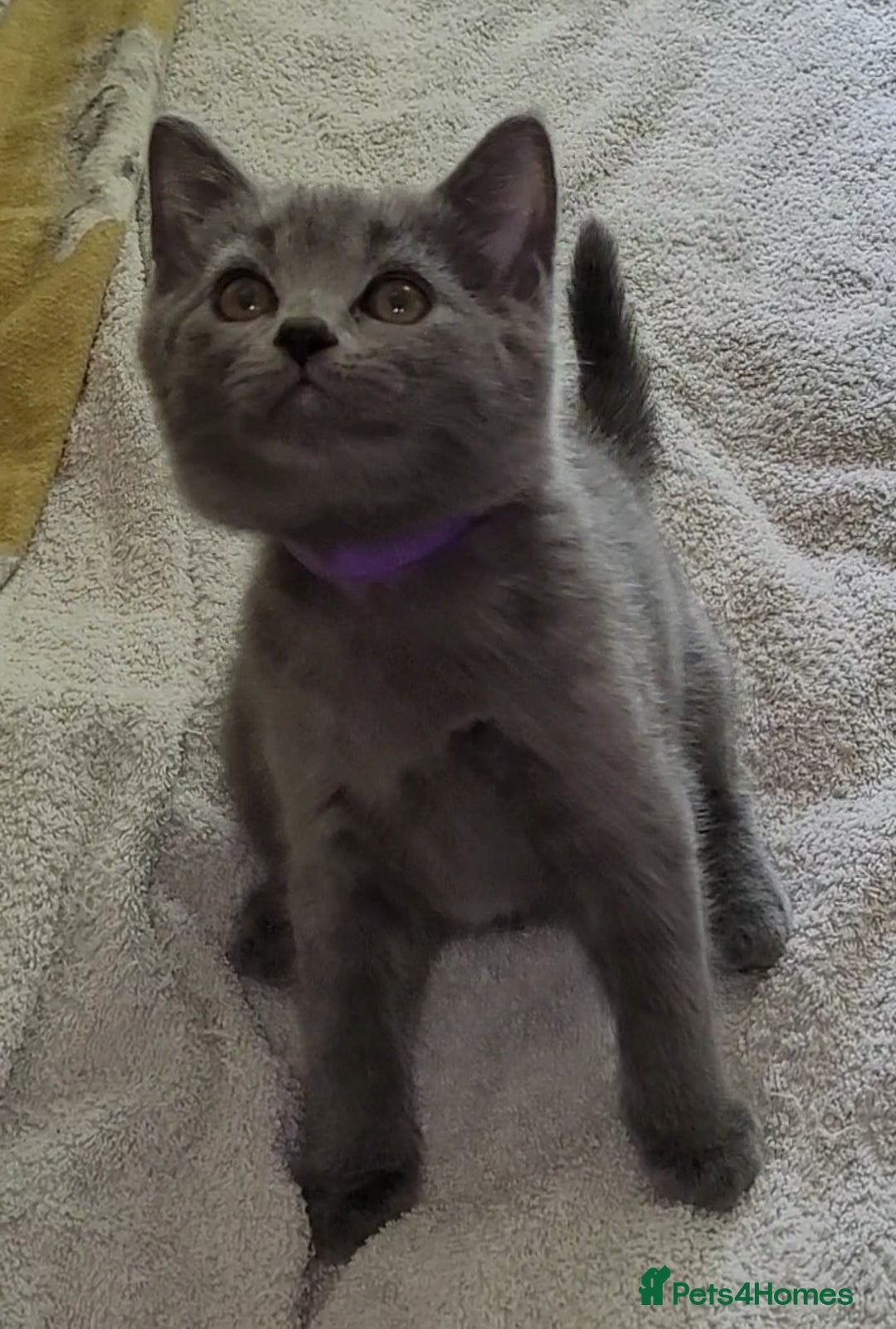British Shorthair cats for sale: British Blue shorthair kittens £400 - Image 24