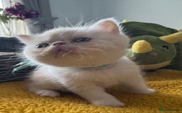 Exotic cats for sale: Superb GCCF Exotic kittens Health Tested parents - Image 7