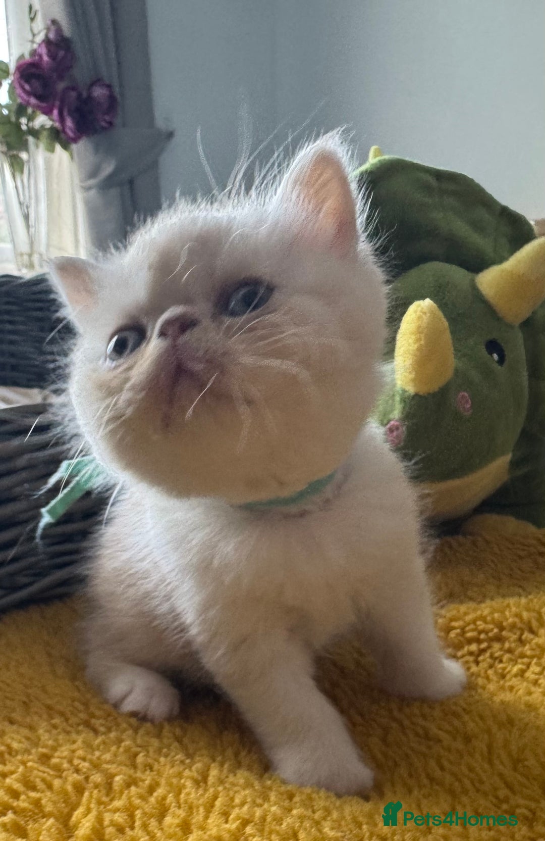 Exotic cats for sale: Superb GCCF Exotic kittens Health Tested parents - Image 7