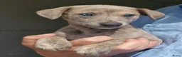 Whippet dogs for sale: Beautiful Whippet Puppies. - Advert 2