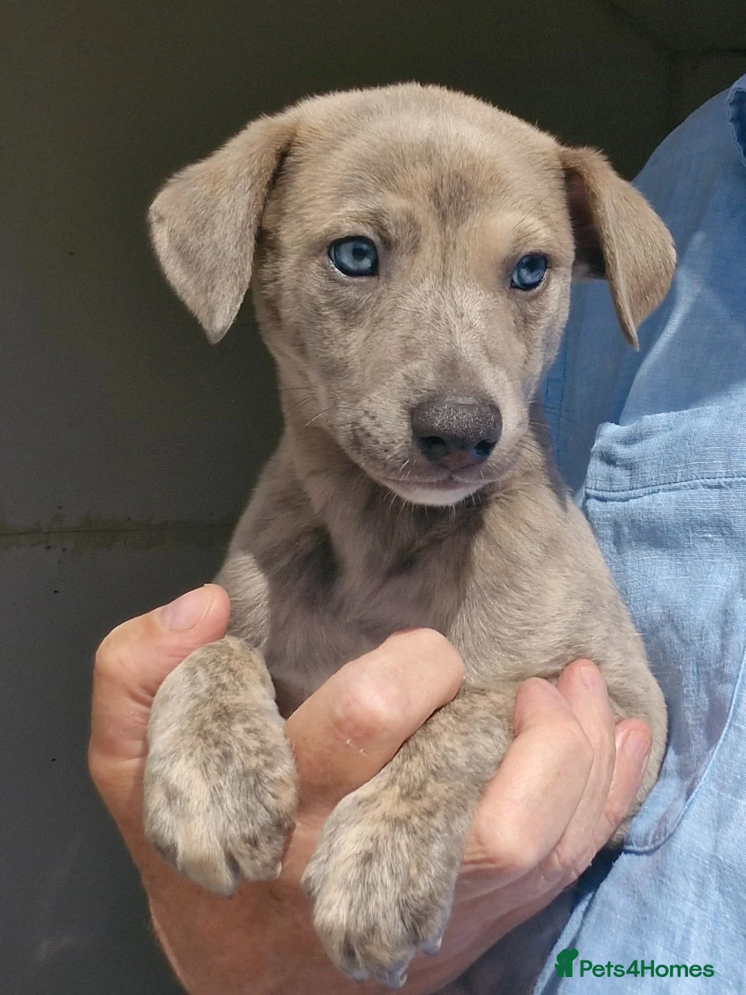 Whippet dogs for sale: Beautiful Whippet Puppies. - Advert 2