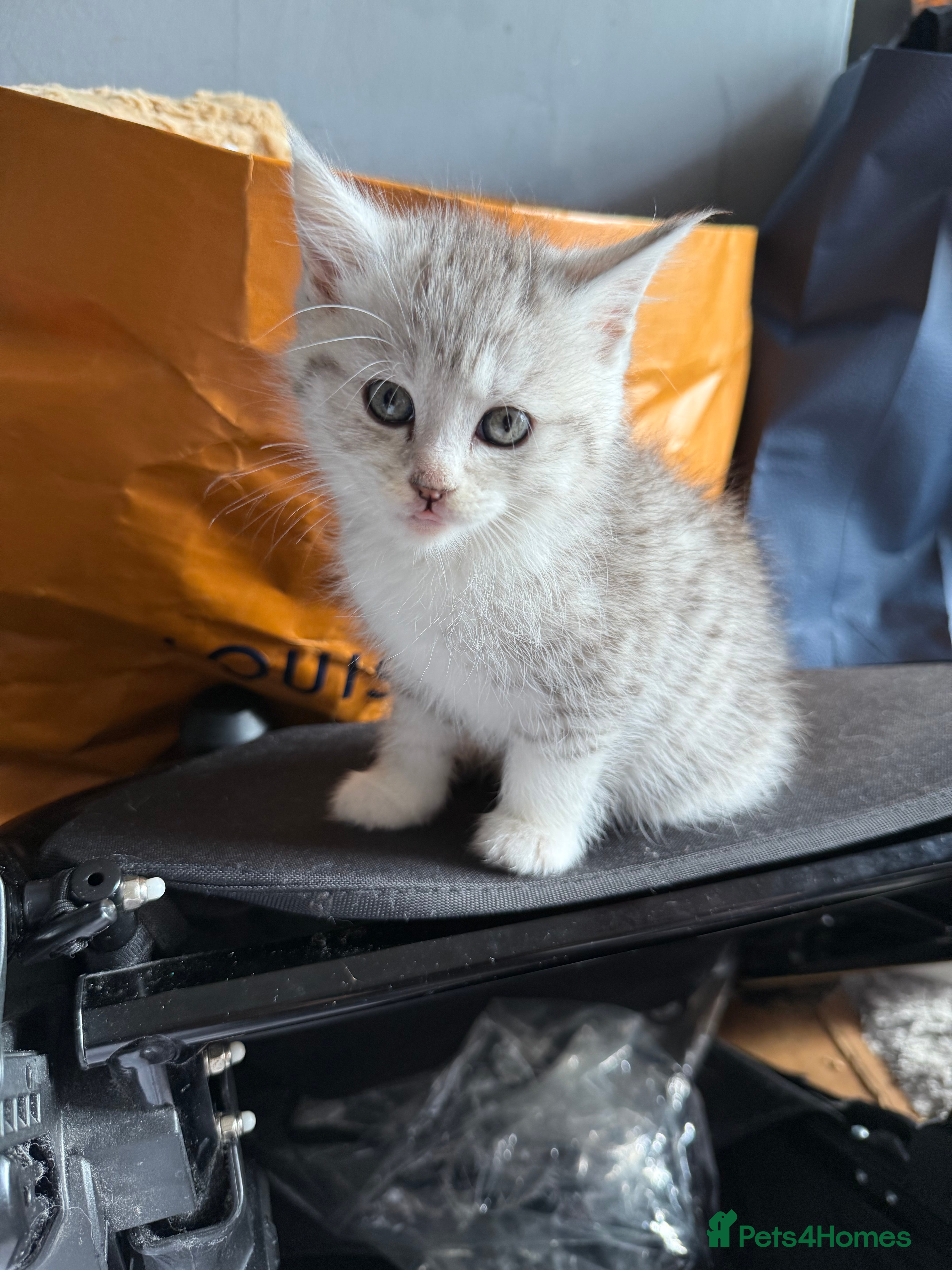 Maine Coon Kitten 3