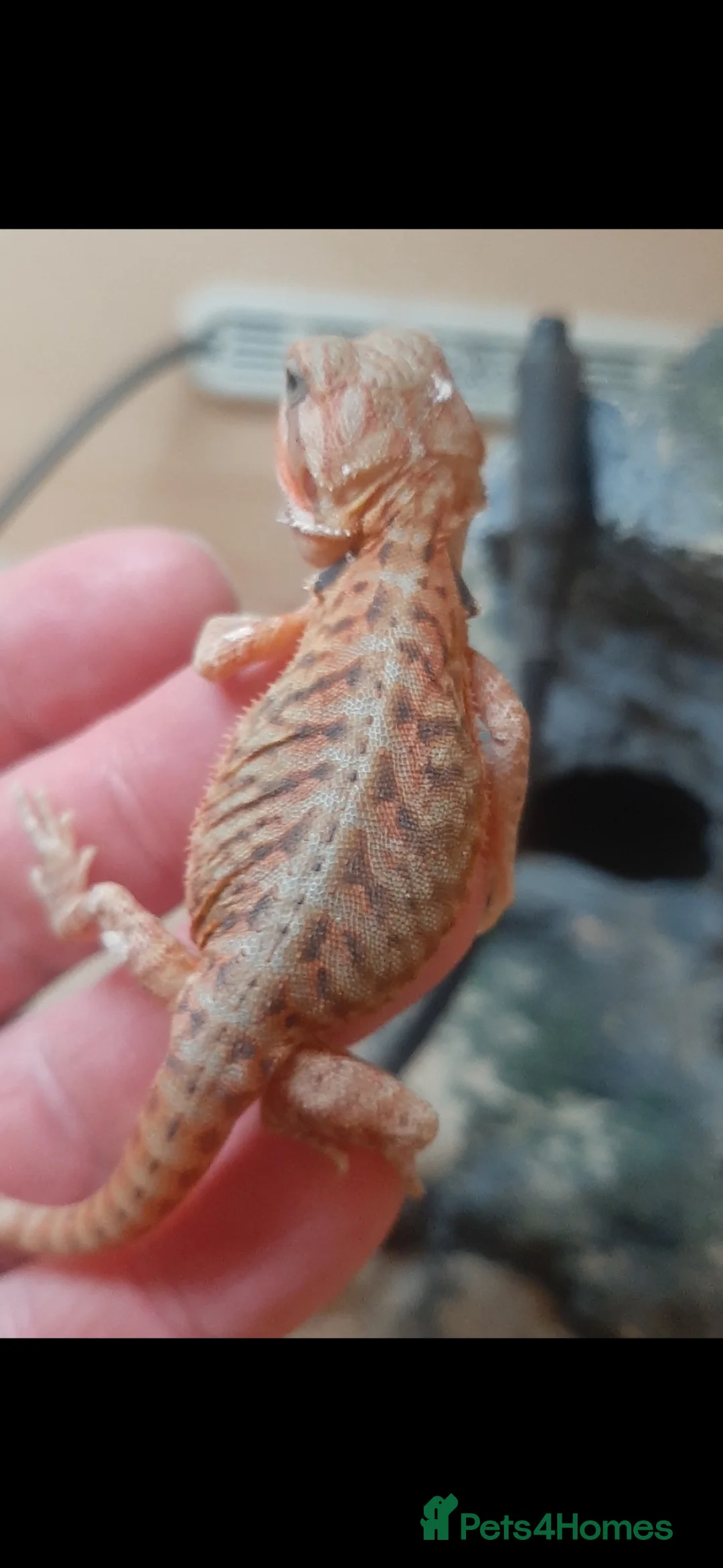Bearded Dragon reptiles for sale: Gorgeous Red Baby Bearded Dragons - Advert 5