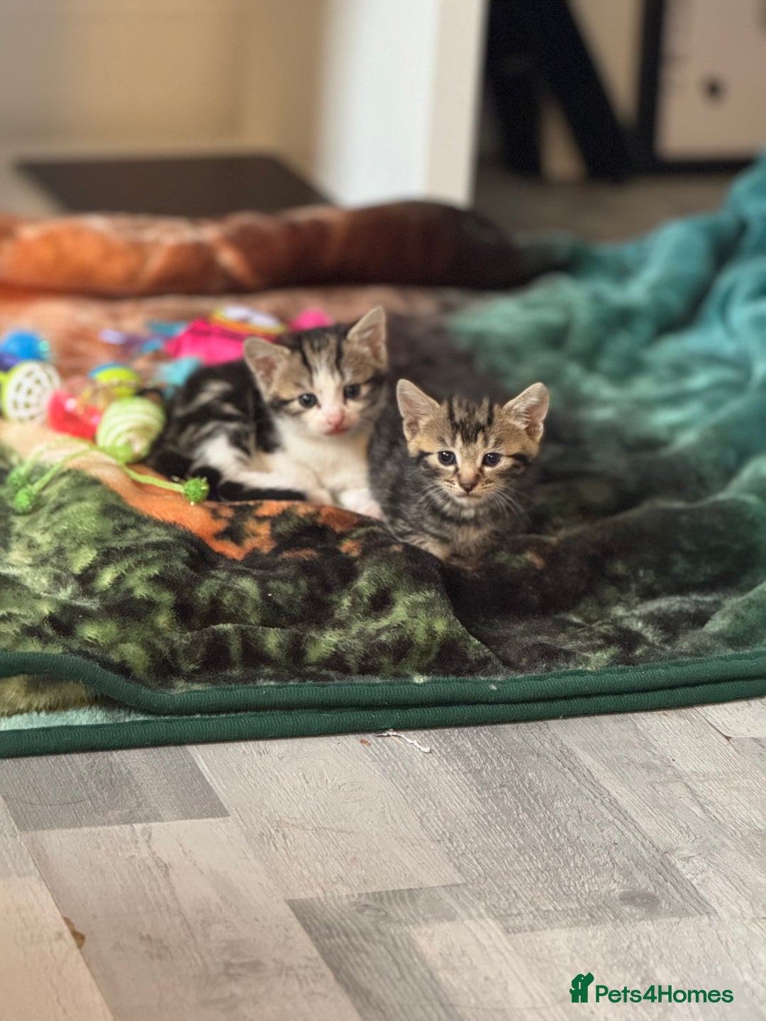 Mixed Breed cats for sale: Beautiful kittens 💗 - Image 9