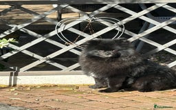 Pomeranian dogs for sale: Milo, a bundle of fluff - Advert 8