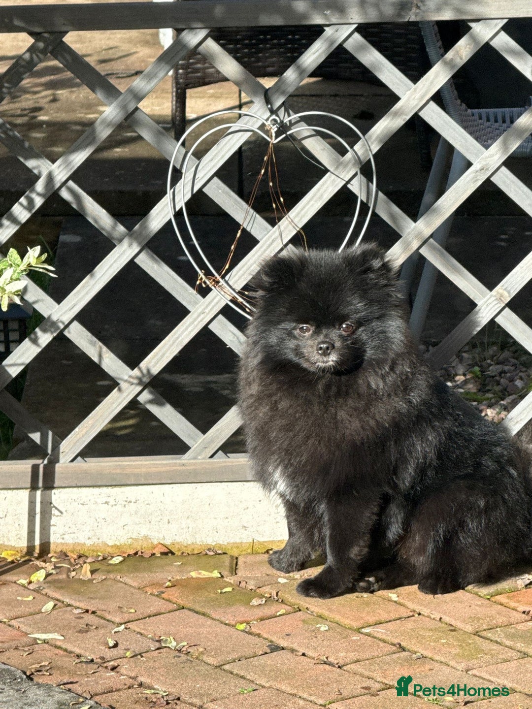 Pomeranian dogs for sale: Milo, a bundle of fluff - Advert 8