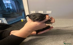 Mixed Breed dogs for sale: Beddlington whippet puppies  - Advert 5