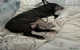 Mixed Breed dogs for sale: Adorable bitch 6 months old Pomsky  - Image 6