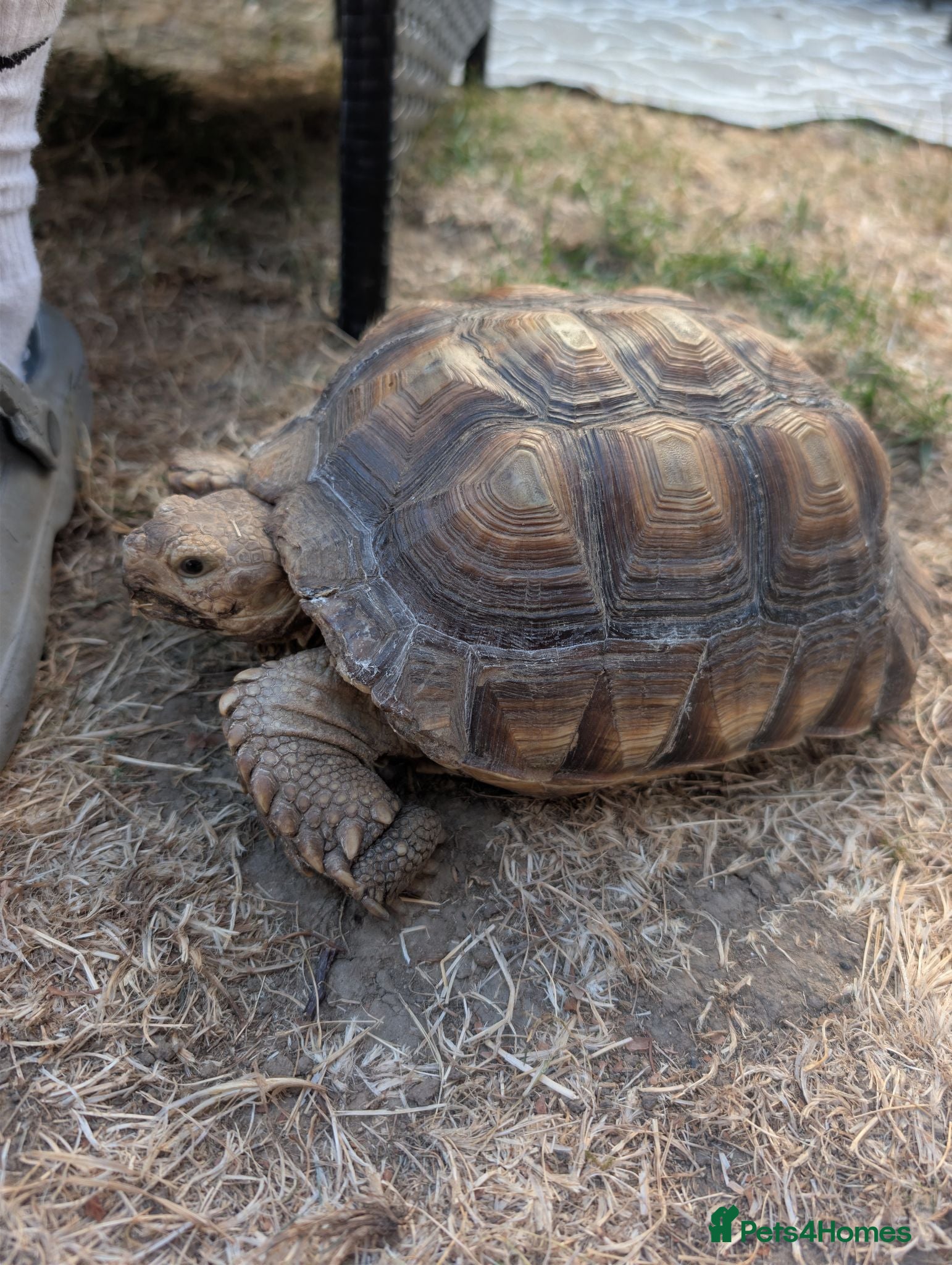 Tortoise reptiles 2 sulcata tortoises - Advert 9