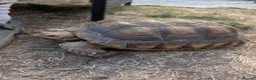 Tortoise reptiles for sale: 2 sulcata tortoises - Advert 1