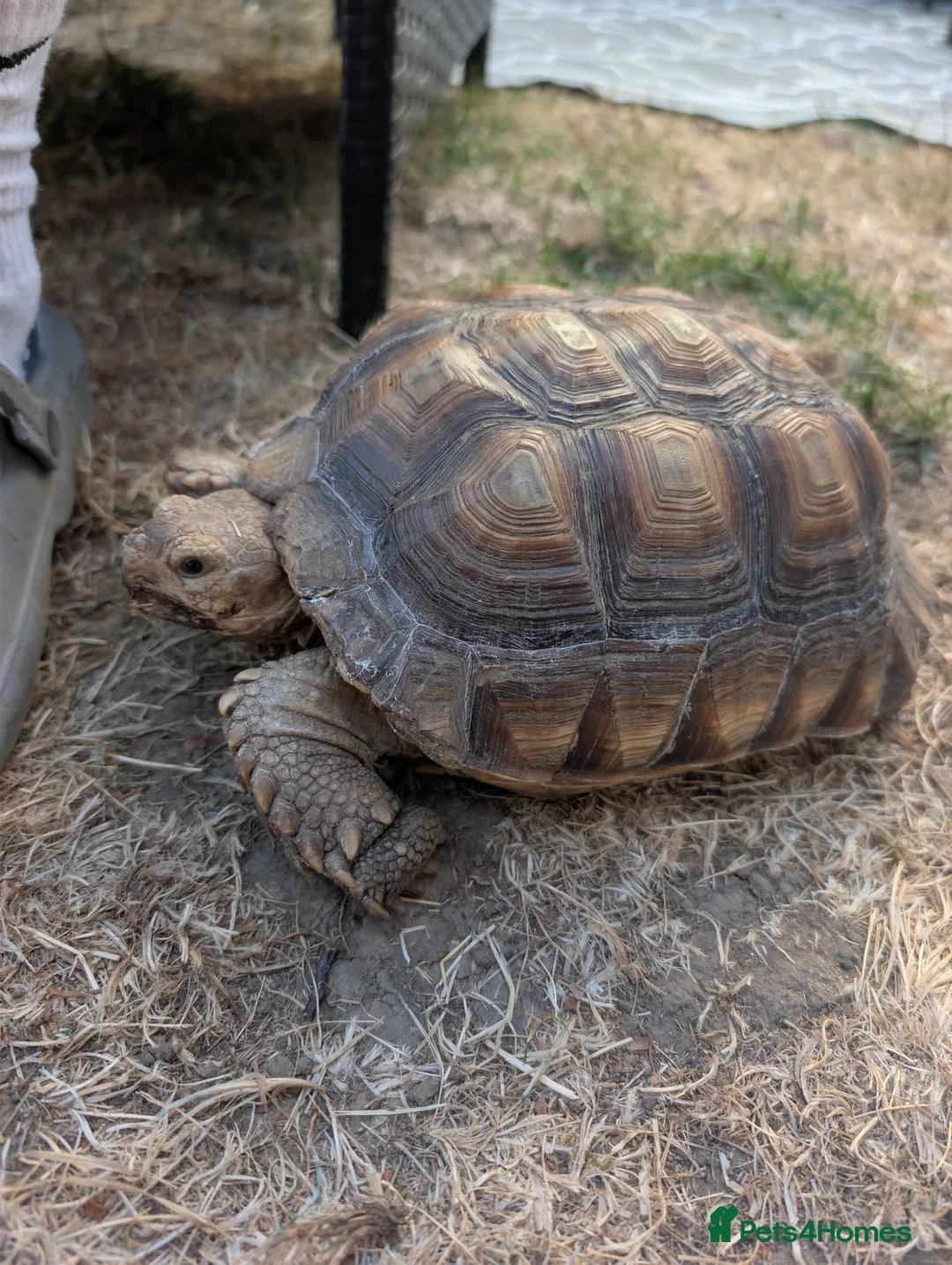 Tortoise reptiles for sale: 2 sulcata tortoises - Advert 1
