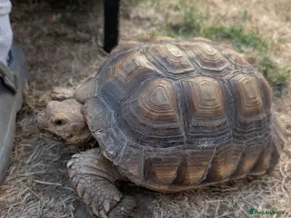 Tortoise reptiles Male sulcata tortoise - Advert 5