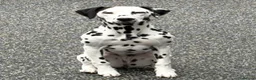Dalmatian dogs for sale: 18 month old female Dalmatian  in Bridge of Weir - Advert 3