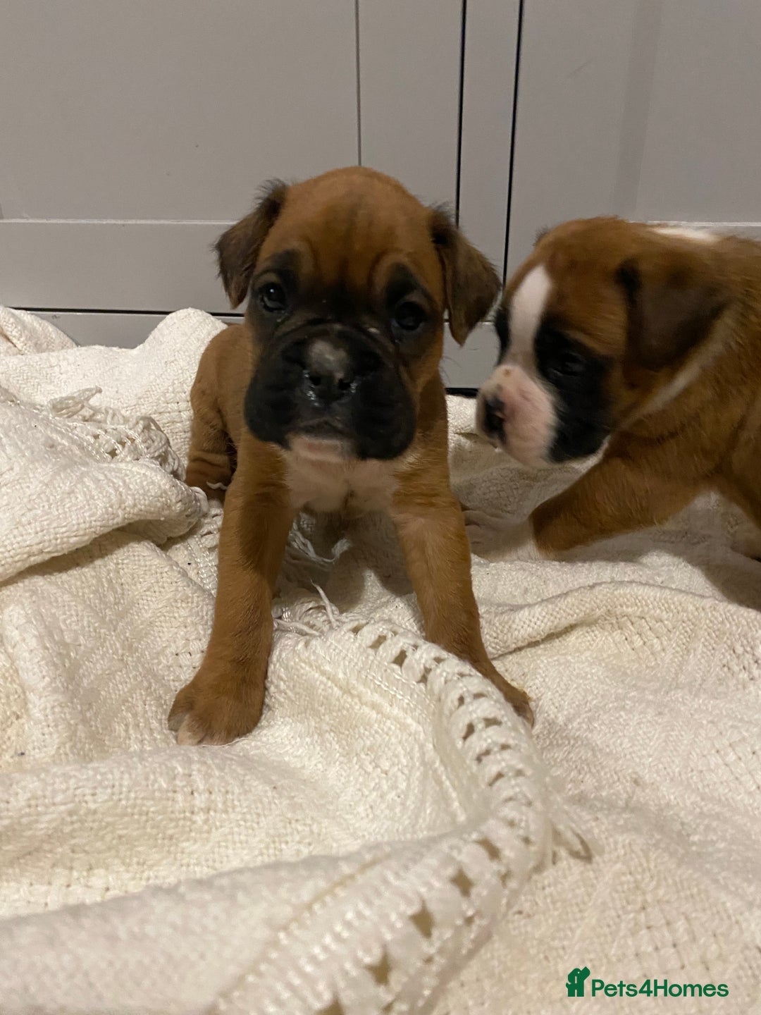 Boxer dogs for sale: 🌟 Beautiful Boxer Puppies for Sale 🌟 - Advert 4
