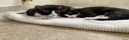Domestic Shorthair cats for sale: Gorgeous Kittens Ready for their Forever Homes - Advert 2