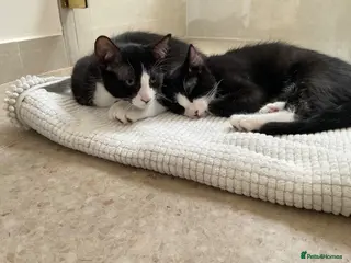 Domestic Shorthair cats Gorgeous Kittens Ready for their Forever Homes - Advert 1