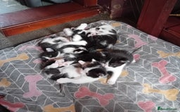 Mixed Breed cats for sale: Male and female kittens for sale  - Image 10