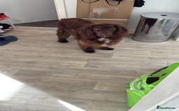 Sprocker dogs for sale: Sprocker Spaniel - Advert 2