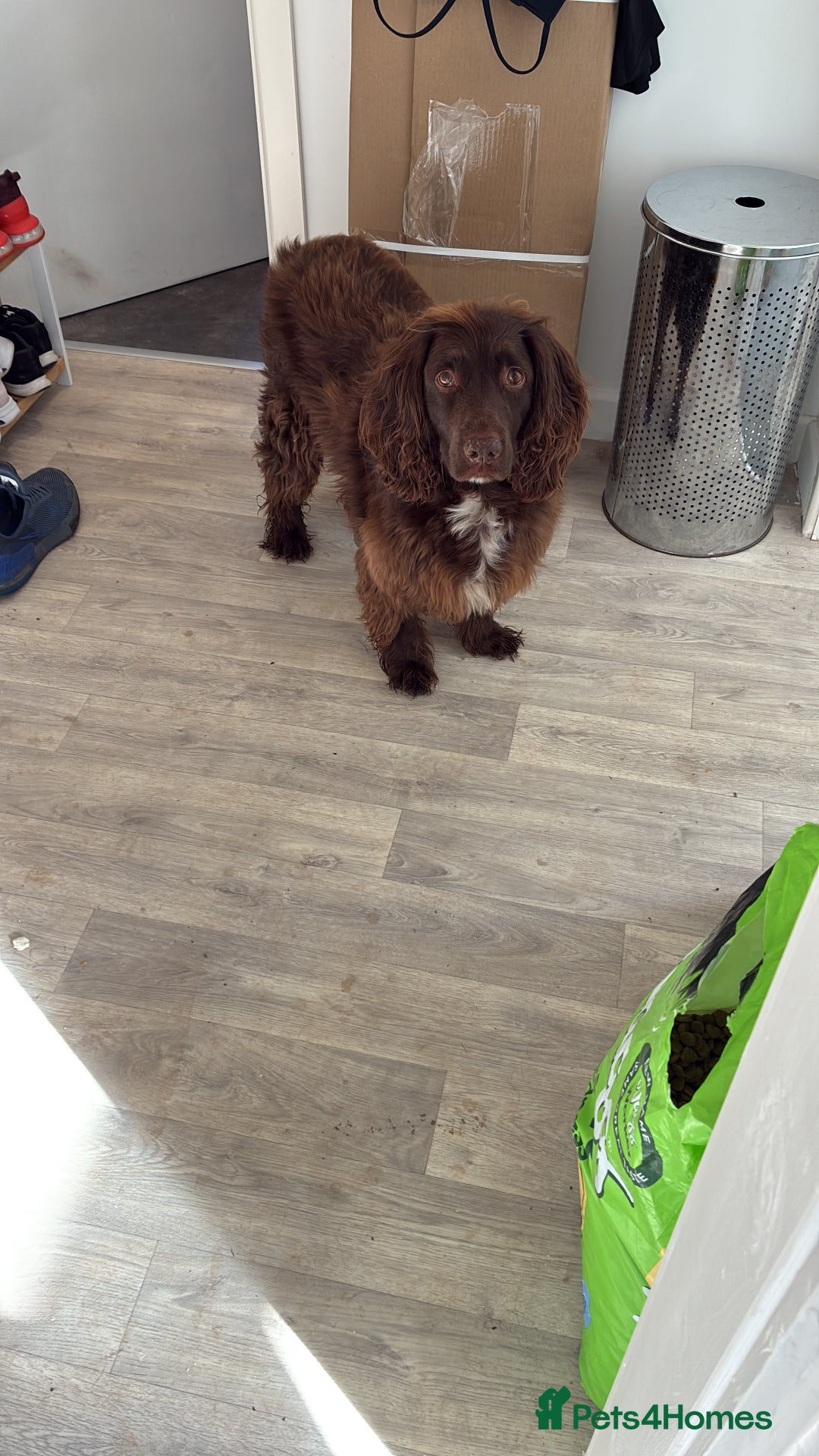 Sprocker dogs for sale: Sprocker Spaniel - Advert 2