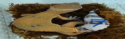Leopard Gecko reptiles for sale: Leopard geckos - Advert 7