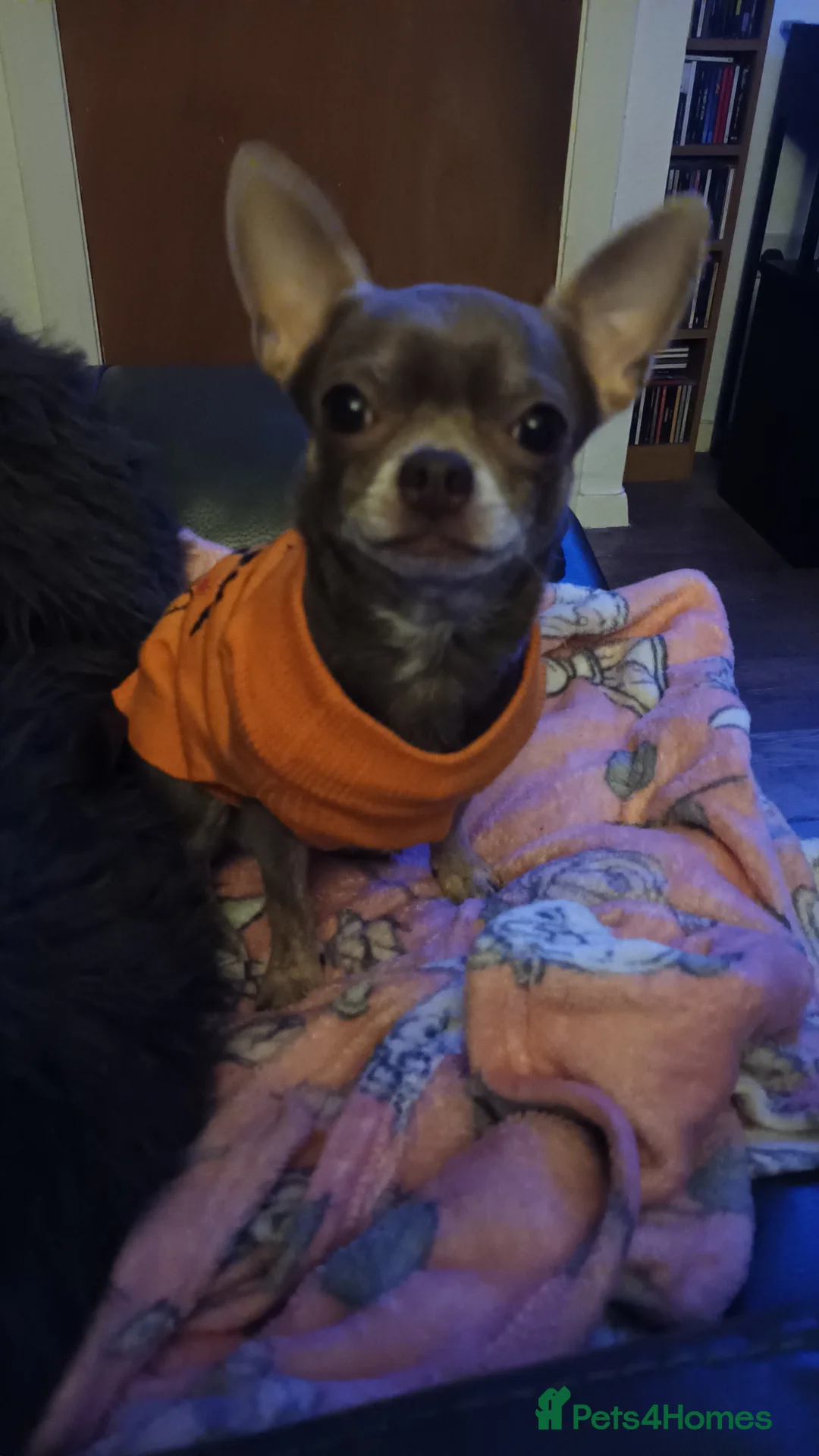 Chihuahua dogs for sale: Beautiful chihuahua female tan and white  - Advert 1