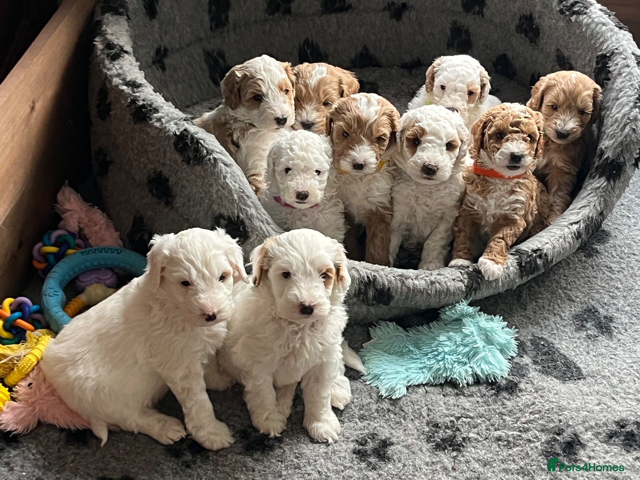 Australian Labradoodle dogs AUSTRALIAN LABRADOODLES - Health Tested - Advert 1