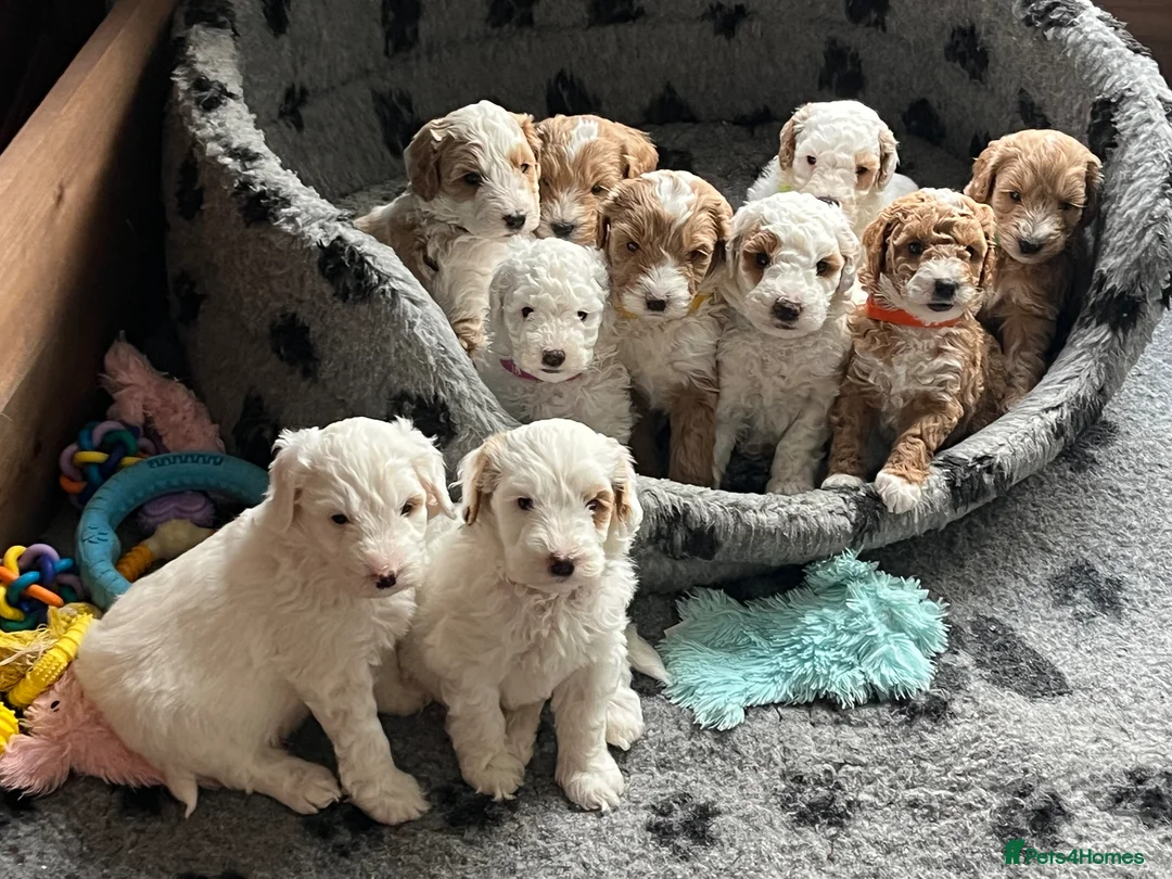 Australian Labradoodle dogs for sale: AUSSIE DOODLE - Health Tested - Advert 2