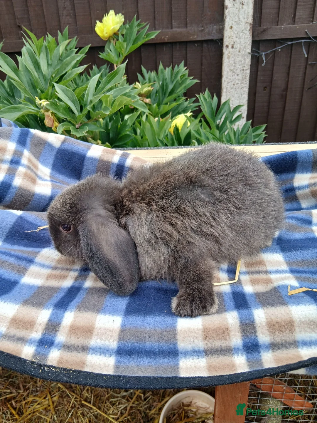 Mini Lop rabbits for sale: Mini lop baby rabbits  - Advert 6