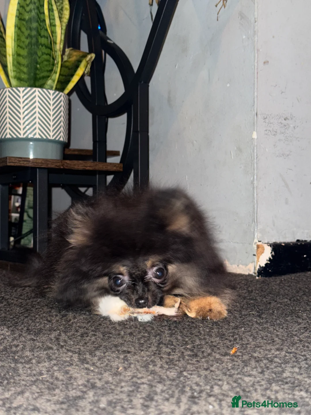 Pomeranian dogs for sale: 2 sweet tiny boys! - Advert 2