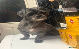 Shih Tzu dogs for stud: Beautiful boy for stud - Image 1