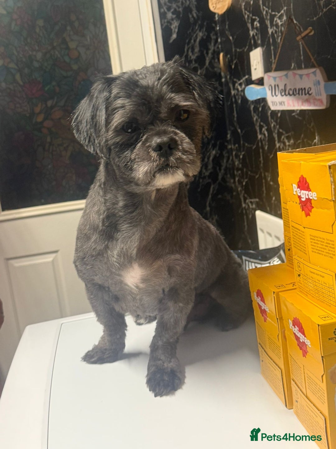 Shih Tzu dogs for stud: Beautiful boy for stud - Image 1