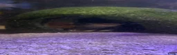 Catfish fish for sale: Electric catfish  - Advert 3