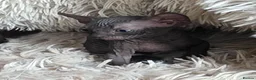 Sphynx cats for sale: 3 Stunning TICA Registered Sphynx Boys - Advert 5