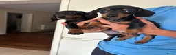 Dachshund dogs for sale: 2 black & tan Dachshund puppy’s READY NOW   - Advert 5