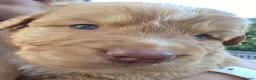 Nova Scotia Duck Tolling Retriever dogs for sale: Beautiful KC registered toller pups - Advert 7