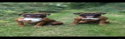 Boxer dogs for sale: Beautiful black mask bobtail/tailed boxer puppies  - Advert 8