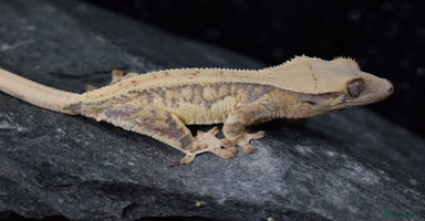 Gecko reptiles - Advert 6