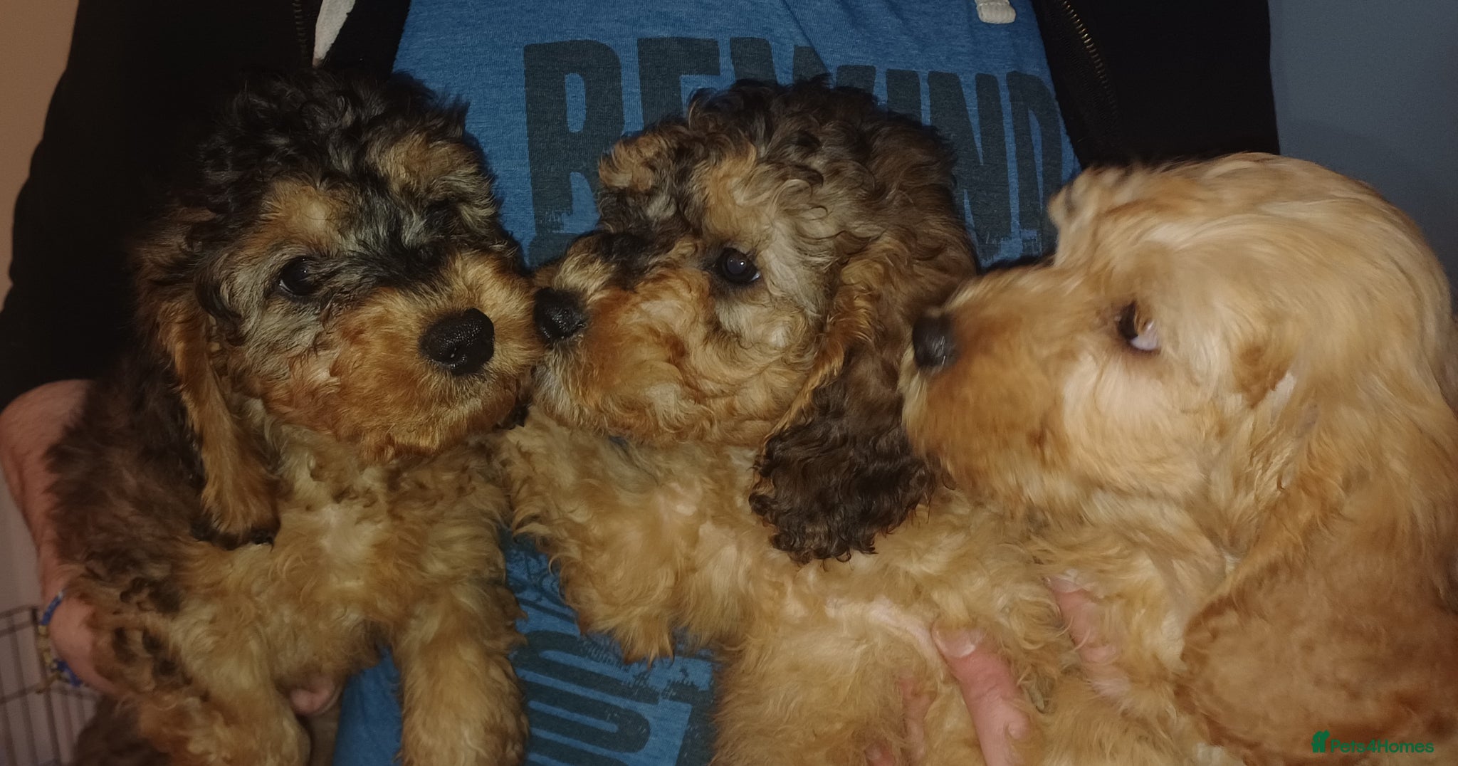 Cavapoo dogs Gorgeous Cavapoo Puppies. Ready To Go Now - Advert 5