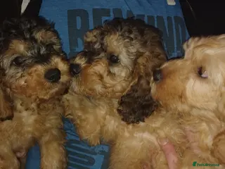 Cavapoo dogs Gorgeous Cavapoo Puppies. Ready To Go Now - Advert 5