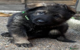 German Shepherd dogs for sale: 10 amazing german shepherd puppies - Advert 34