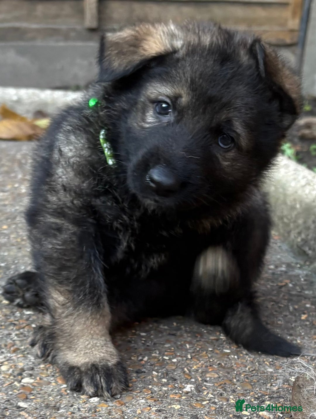 German Shepherd dogs for sale: 10 amazing german shepherd puppies - Advert 34