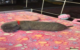 Cane Corso dogs for sale: 8 beautiful cane corsos  - Image 3