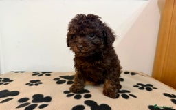 Toy Poodle dogs for sale: Stunning Toy Poodle Puppies For Sale - Advert 10