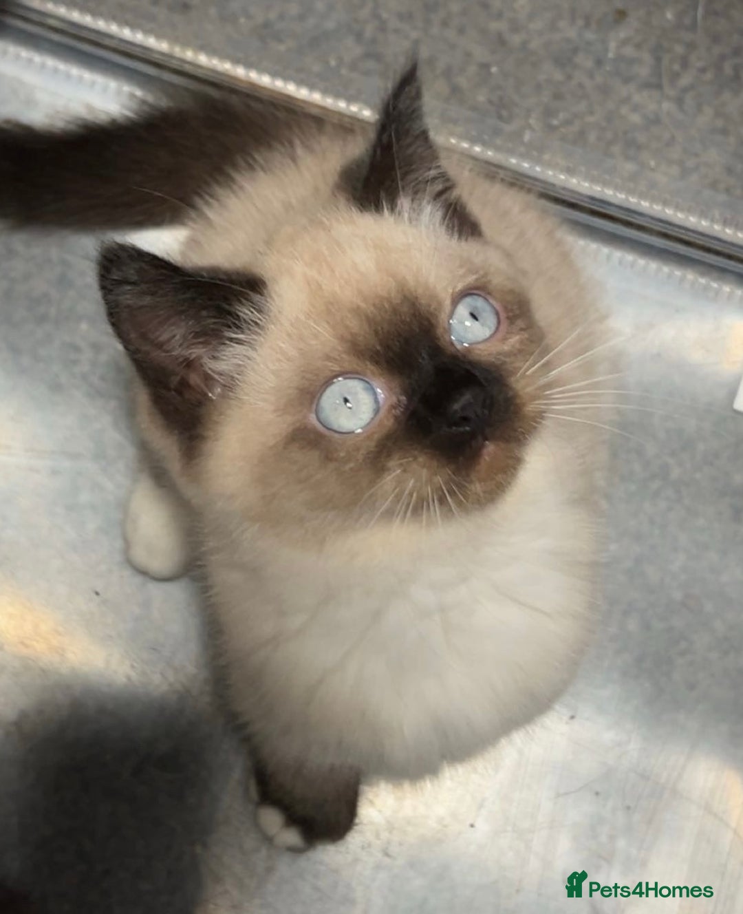 British Shorthair cats for sale: TICA Active BSH Colourpoint Kittens - Advert 10