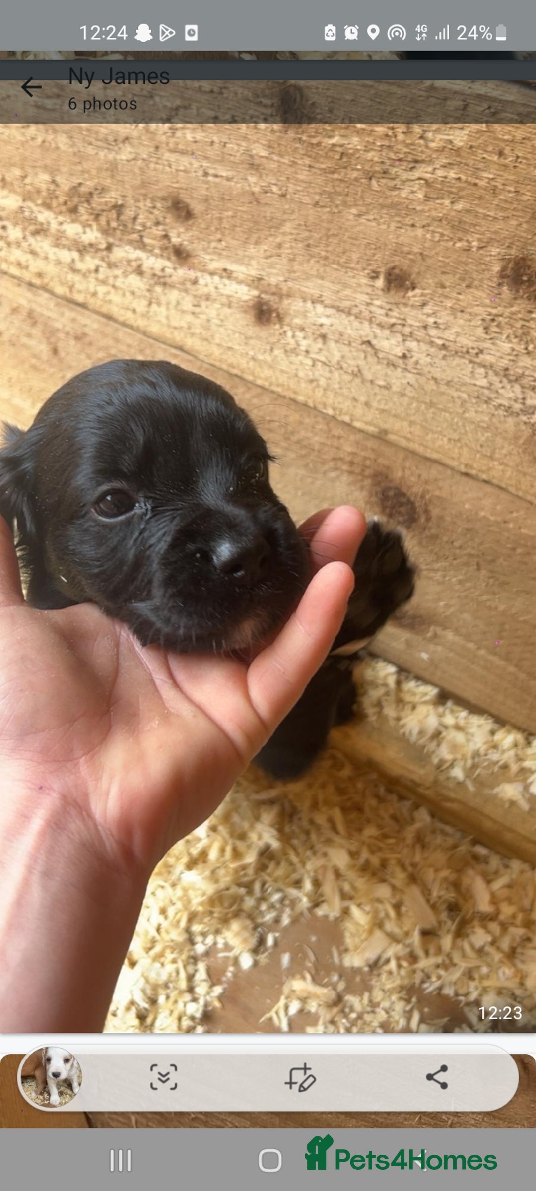 Cocker Spaniel dogs for sale: Cocker spaniels - Image 10
