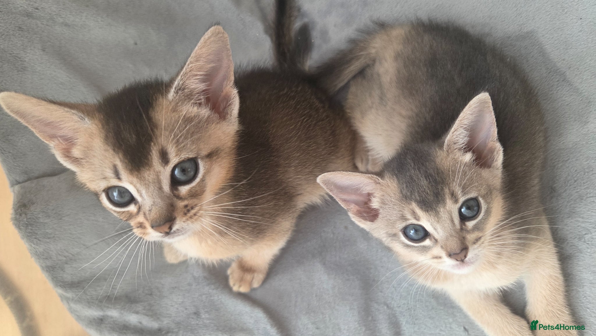 Abyssinian cats ⚜️Last 2 kittens -Beautiful Abyssinian Kittens🏆 - Advert 2