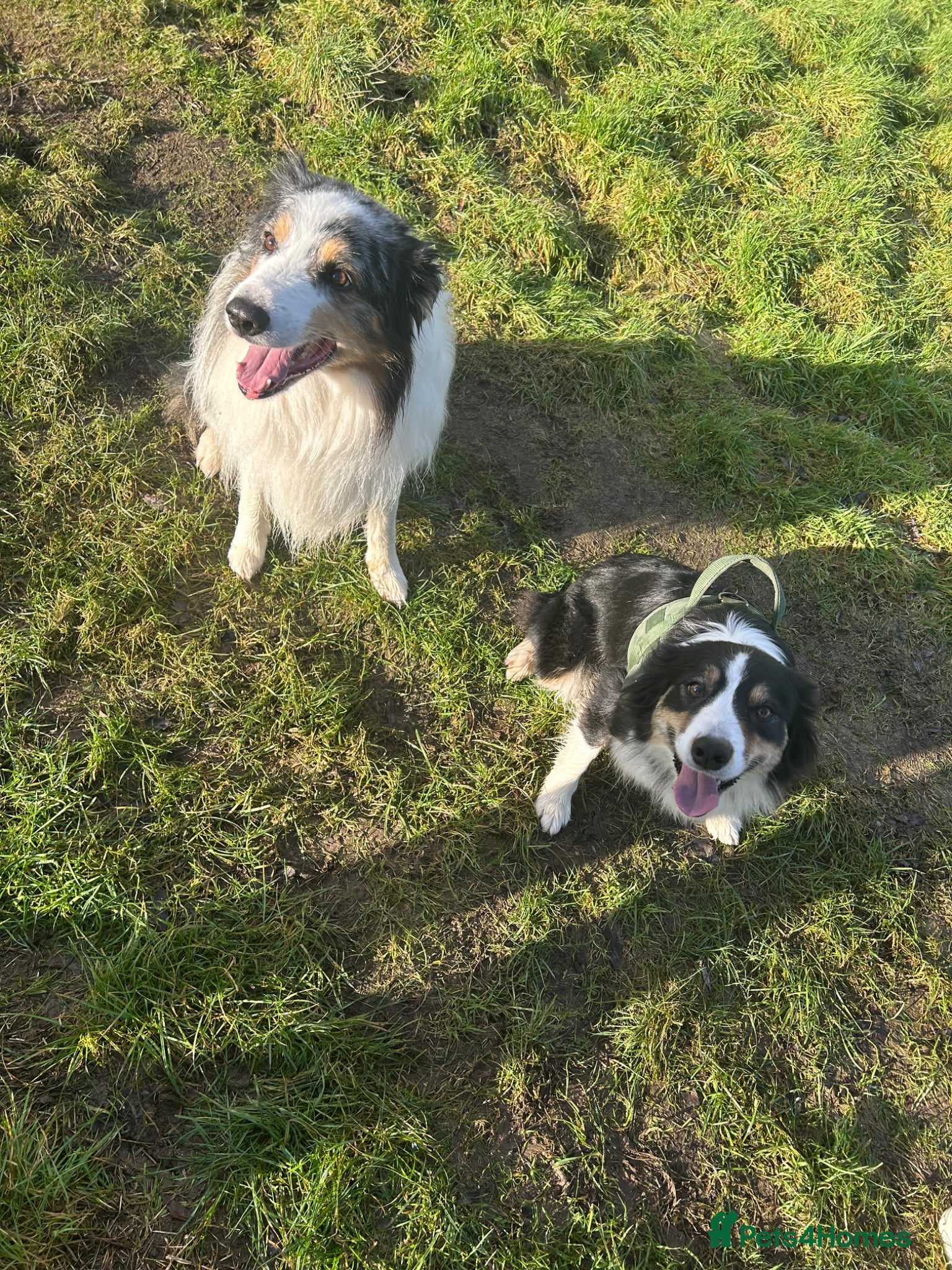 Border Collie dogs 1x merle female 1x tri colour collies - Advert 8