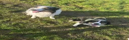 Border Collie dogs for sale: 1x merle female 1x tri colour collies in Bournemouth - Advert 1