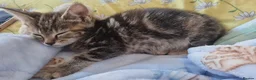Domestic Shorthair cats for sale: No name  in London - Advert 3