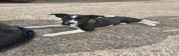 Border Collie dogs for sale: Border collie puppy bitches for sale in Bridgwater - Advert 7